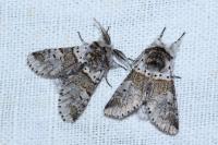 Furcula furcula
