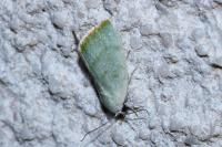 Earias vernana
