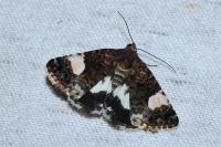 Tyta luctuosa