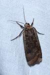 Noctua pronuba