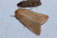 Mythimna vitellina