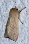 Mythimna pallens