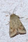 Helicoverpa armigera