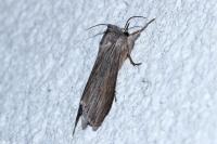 Cucullia umbratica