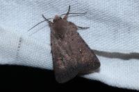 Caradrina flavirena