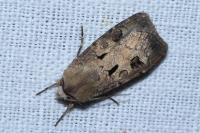 Agrotis exclamationis