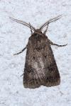Agrotis bigramma