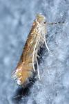 Phyllonorycter quercifoliella