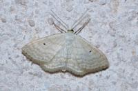 Scopula immutata