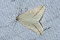 Rhodometra sacraria