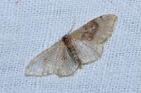 Idaea degeneraria