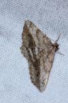 Chiasmia aestimaria