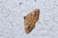 Camptogramma bilineata