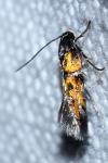 Chrysoesthia drurella