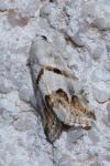 Eublemma candidana