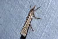 Ancylolomia tentaculella