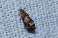 Tebenna micalis