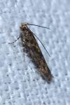Scrobipalpa