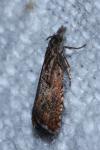Dichrorampha