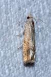 Eucosma