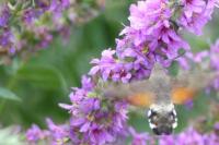 Macroglossum stellatarum