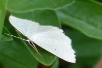 Scopula immutata