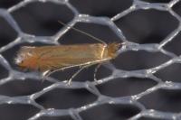 Phyllonorycter quercifoliella