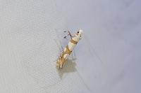 Spulerina simploniella