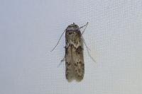 Blastobasis phycidella