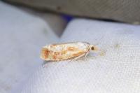 Rhyacionia buoliana