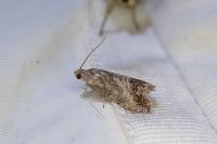 Cydia splendana