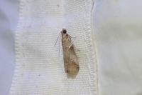 Acrobasis consociella