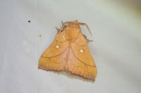 Odonestis pruni