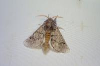 Thaumetopoea pityocampa