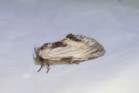 Harpyia milhauseri