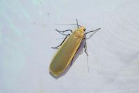 Katha depressa