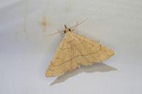 Paracolax tristalis