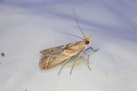 Ancylosis cinnamomella
