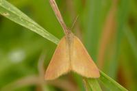Lythria purpuraria