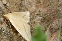 Rhodometra sacraria