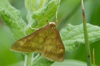 Ostrinia nubilalis/scapulalis