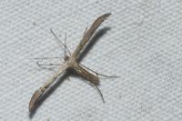Emmelina argoteles/monodactyla