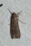 Nomophila noctuella