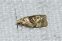 Phalonidia manniana