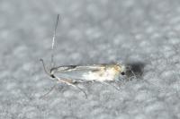Phyllocnistis unipunctella