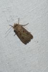 Agrotis exclamationis