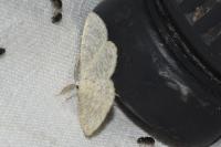 Cabera exanthemata