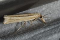 Ancylolomia tentaculella