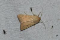 Mythimna vitellina