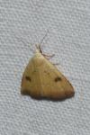 Rivula sericealis